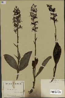 spécimen de Platanthera bifolia