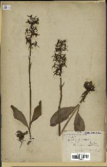 spécimen de Platanthera bifolia