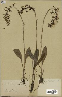 spécimen de Platanthera bifolia