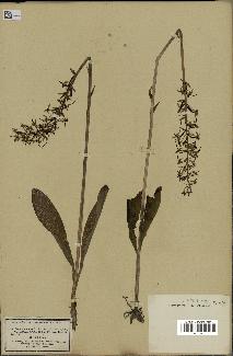 spécimen de Platanthera bifolia