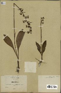 spécimen de Platanthera bifolia