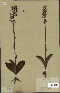 spécimen de Platanthera bifolia