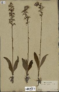 spécimen de Platanthera bifolia