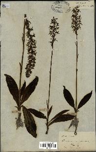 spécimen de Platanthera bifolia