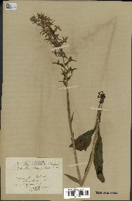 spécimen de Platanthera bifolia