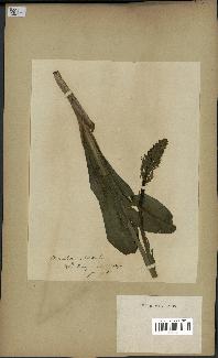 spécimen de Platanthera bifolia