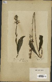 spécimen de Platanthera bifolia