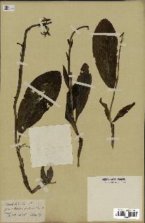 spécimen de Platanthera bifolia