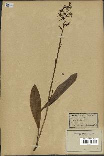 spécimen de Platanthera bifolia