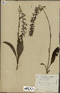 spécimen de Platanthera bifolia