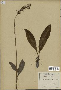 spécimen de Platanthera bifolia