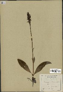 spécimen de Platanthera bifolia