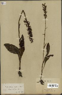 spécimen de Platanthera bifolia