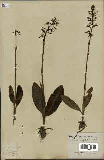 spécimen de Platanthera bifolia