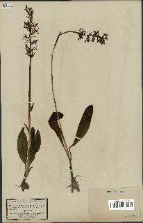 spécimen de Platanthera bifolia