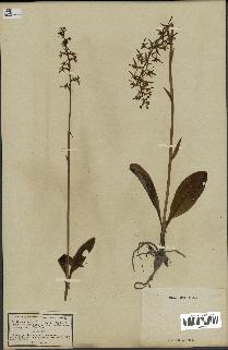 spécimen de Platanthera bifolia