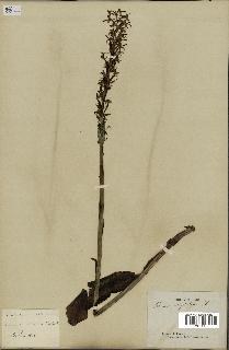 spécimen de Platanthera bifolia