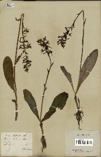 spécimen de Platanthera bifolia