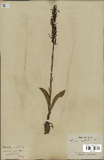 spécimen de Platanthera bifolia