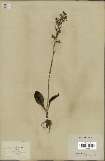 spécimen de Platanthera bifolia