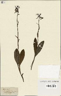 spécimen de Platanthera bifolia