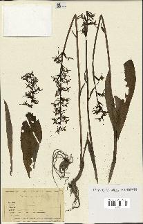 spécimen de Platanthera bifolia