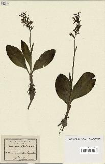 spécimen de Platanthera bifolia