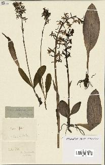 spécimen de Platanthera bifolia