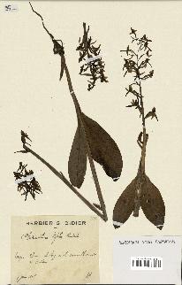 spécimen de Platanthera bifolia