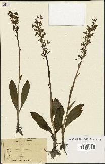 spécimen de Platanthera bifolia