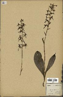 spécimen de Platanthera bifolia