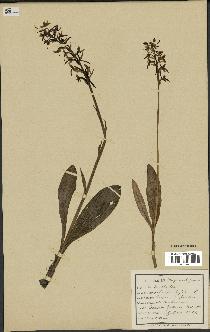 spécimen de Platanthera bifolia