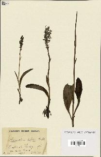 spécimen de Platanthera bifolia