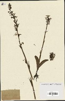 spécimen de Platanthera bifolia