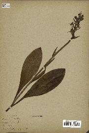 spécimen de Platanthera bifolia