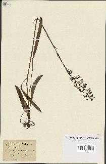 spécimen de Platanthera bifolia