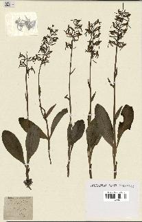 spécimen de Platanthera bifolia