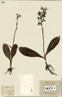 spécimen de Platanthera bifolia