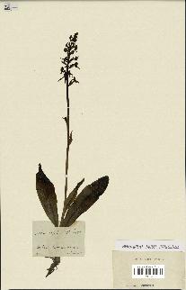 spécimen de Platanthera bifolia