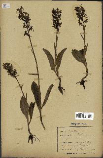 spécimen de Platanthera bifolia