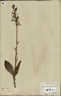 spécimen de Platanthera bifolia