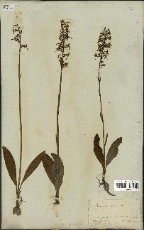 spécimen de Platanthera bifolia