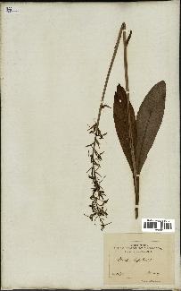 spécimen de Platanthera bifolia