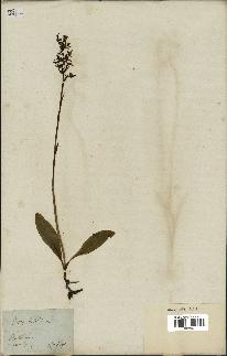 spécimen de Platanthera bifolia