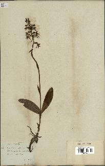 spécimen de Platanthera bifolia