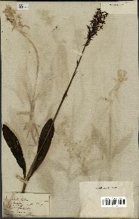 spécimen de Platanthera bifolia