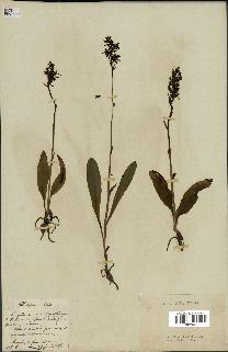 spécimen de Platanthera bifolia