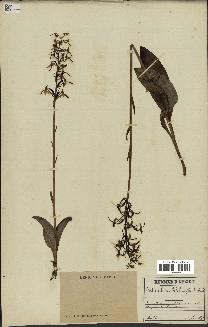 spécimen de Platanthera bifolia