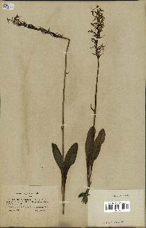 spécimen de Platanthera bifolia