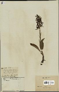 spécimen de Platanthera bifolia